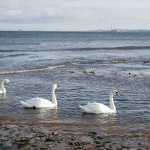 Three swans swimming on the sea