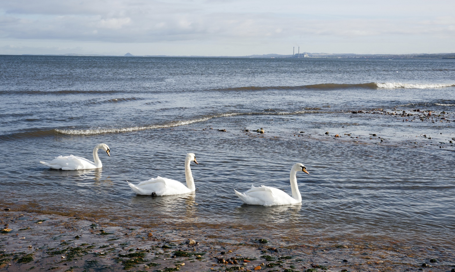 Three swans swimming on the sea